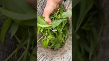 ???? WILD EATS ???? Welcome to our new series, where we will take you along on our foraging journeys ????