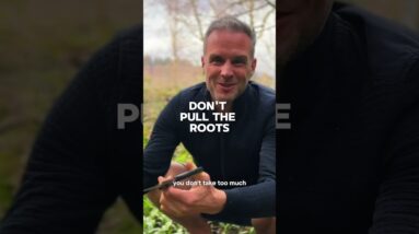 Wild Garlic 3 Ways: Wild Garlic Pesto, Garlic Infused Oil, Fermented Wild Garlic ????