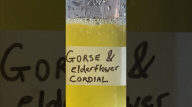 A beautiful recipe to celebrate the seasons https://thehappypear.ie/gorseelderflower-cordial/