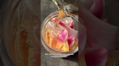 Did you know that you can eat Magnolia petals? Foraged Pickled Magnolia ????