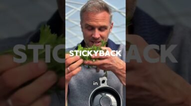 ???? WILD WEED JUICE  ???? Packed with nutrients to support cleansing ???? In our @Namawell J2 #ad