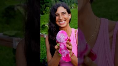My First Dragonfruit Harvest! 💖🥳✨ How exciting is this?! #fruit #gardening #vegan