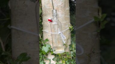 Birch Water? 💧 Nature Electrolytes from a tree!