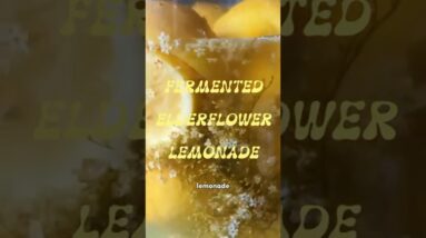 Fermented Elderflower Lemonade 🍋
