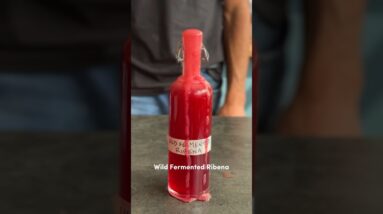 Wild Fermented Ribena 💚 Unlock the secret to wild fermentation 💯