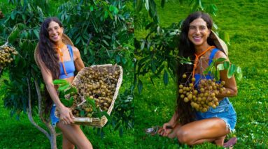 My FIRST Longan Harvest! 🌱 Insane Pick from My 800+ Fruit Tree Organic Orchard in Hawaii 🍈🌴