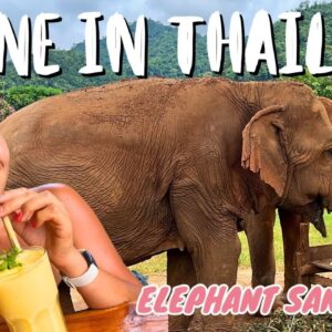 Vegan in Thailand: ELEPHANT SANCTUARY, ALL VEGAN HOTEL + BEST Vegan City in THAILAND (Chiang Mai)🇹🇭