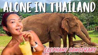 Vegan in Thailand: ELEPHANT SANCTUARY, ALL VEGAN HOTEL + BEST Vegan City in THAILAND (Chiang Mai)🇹🇭