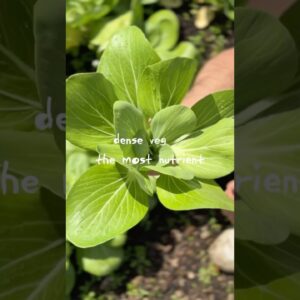 One of the most nutrient dense veg on the planet 🙌 How to cook it 💯