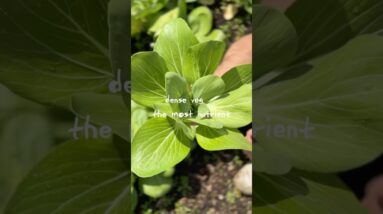 One of the most nutrient dense veg on the planet 🙌 How to cook it 💯