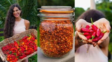 How I Grow & Make My Own Chili Pepper Seasoning for an Entire Year 🌶️ Organic Garden to Kitchen Tips