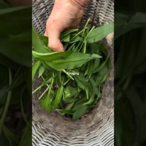 HOW TO FORAGING WILD GARLIC & PESTO RECIPE 🌱