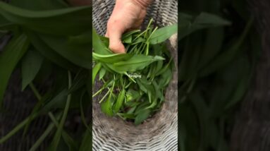 HOW TO FORAGING WILD GARLIC & PESTO RECIPE 🌱