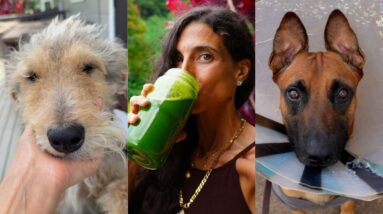 Everything Went Wrong This Week 😳… But This Saved Me 🐾  … Animal Mayhem, Rescue Pup & My New 1% Rule